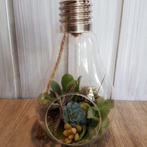 Ampoule de plantes grasses