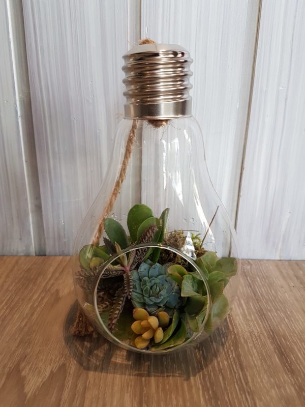Ampoule de plantes grasses