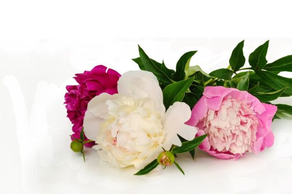 Bergières Fleurs