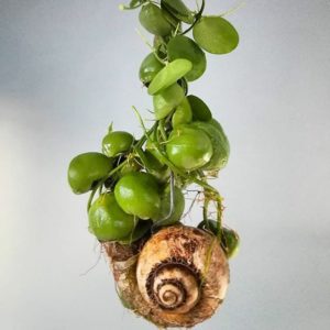 Plante "Snail in Glass"