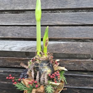 Bulbe d'amaryllis ciré