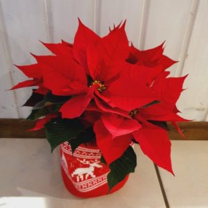 Étoile de Noël (Poinsettia) avec cache-pot