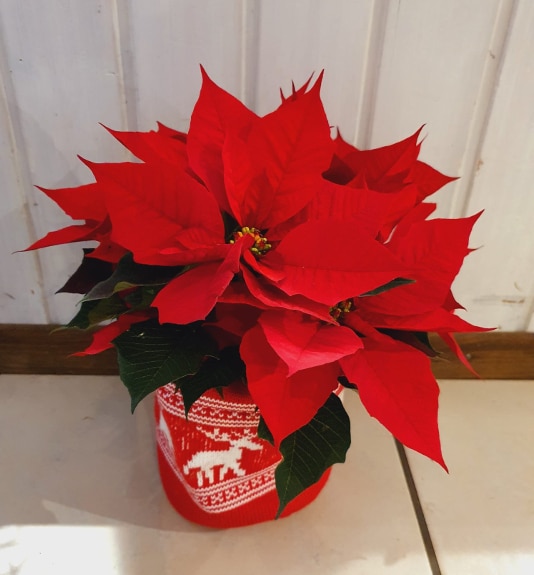 Bergières Fleurs | Étoile de Noël (Poinsettia) avec cache-pot